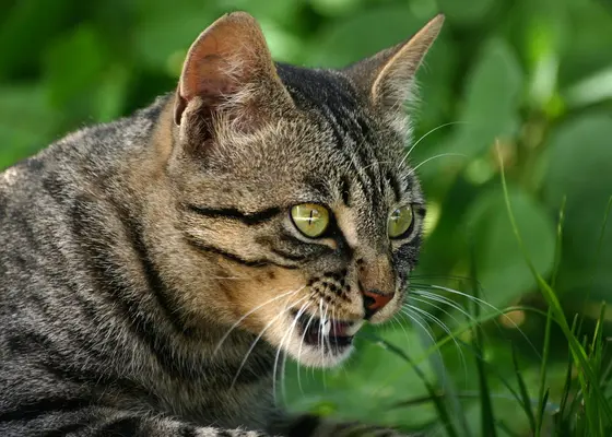 Hunde- og kattebitt