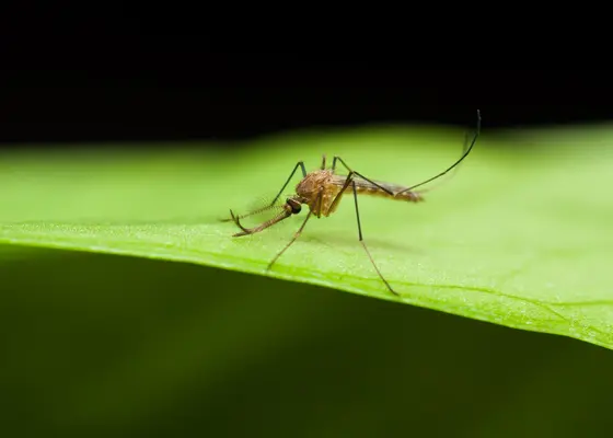 Malaria