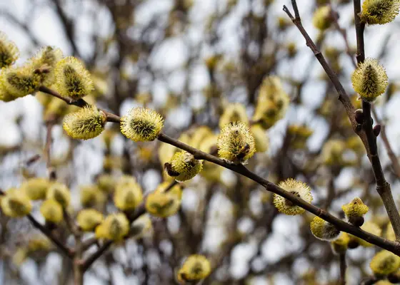 Salix-pollen Salix-pollen