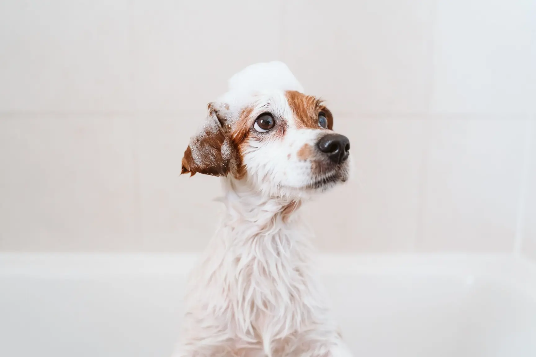 En liten hund med sjampo skum på hodet