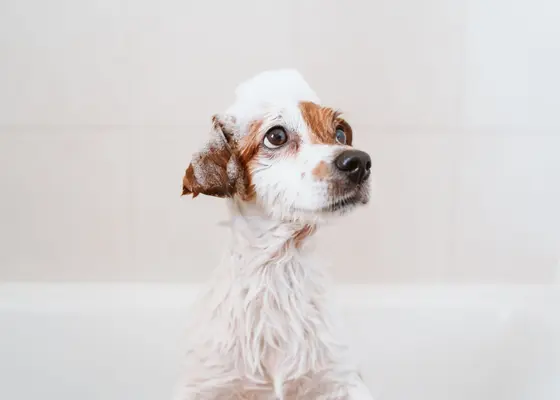 Stell av hud, pels og poter for hund og katt Stell av hud, pels og poter for hund og katt