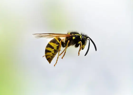 Vepsestikk og bistikk