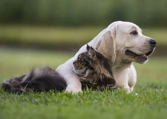 AdTab- reseptfrie tyggetabletter mot flått og lopper til hund og katt AdTab- reseptfrie tyggetabletter mot flått og lopper til hund og katt