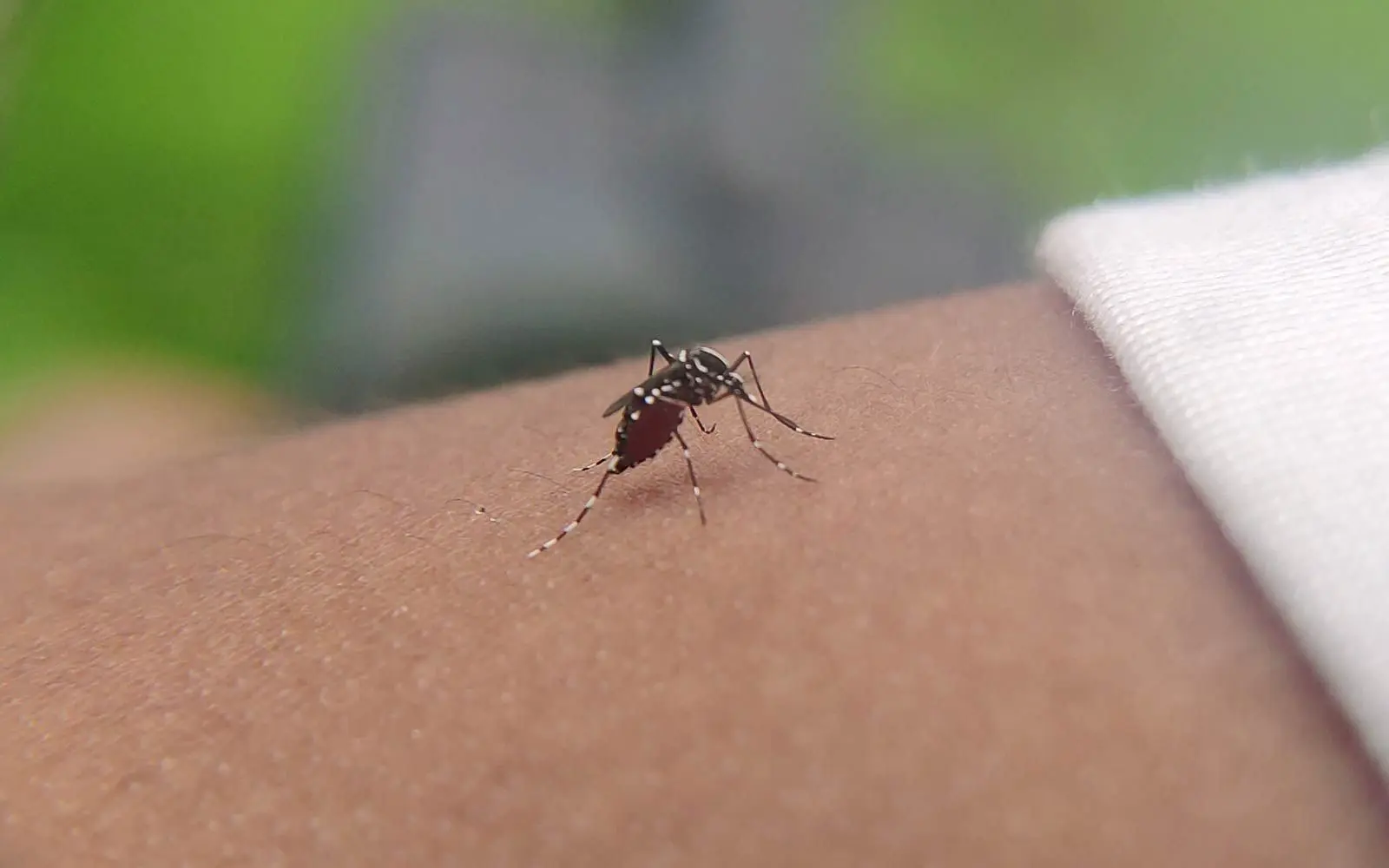 Nærbilde av mygg som sitter på menneskehud og suger blod. Gulfeber forårsakes av et virus som overføres med mygg.