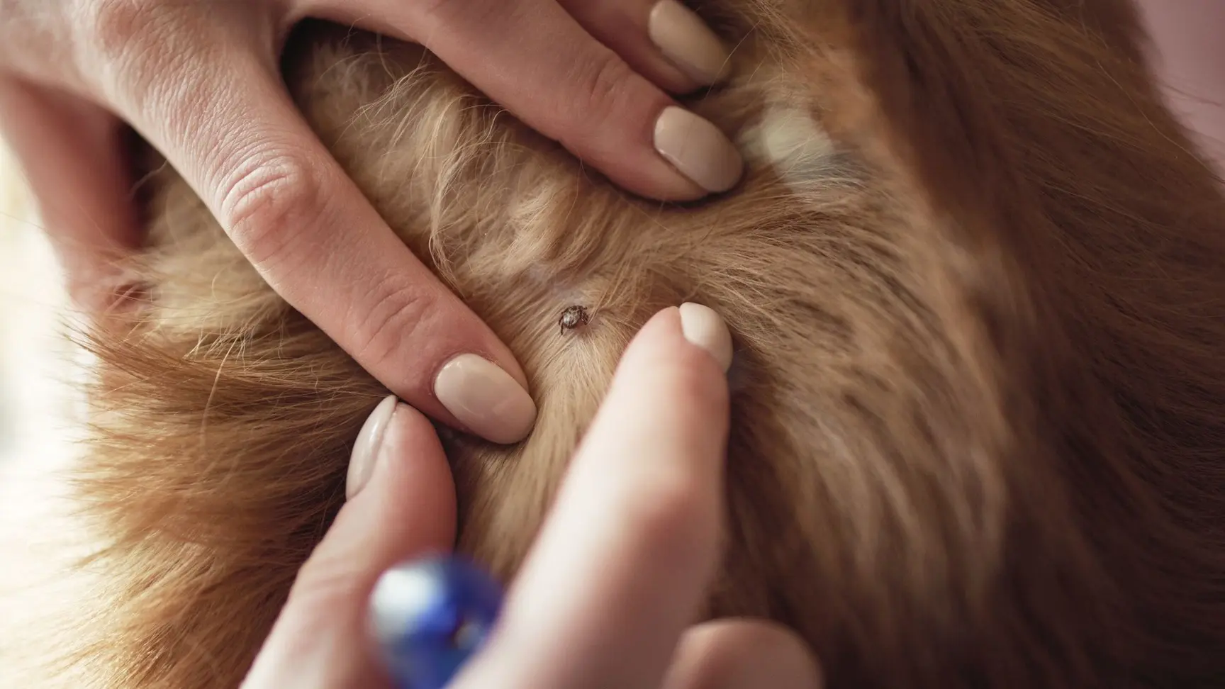 Kvinne fjerner flått fra pelsen til en hund