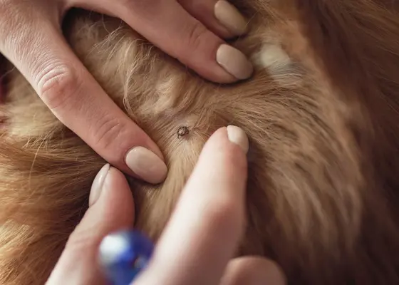 Flått og flåttmiddel for hund og katt