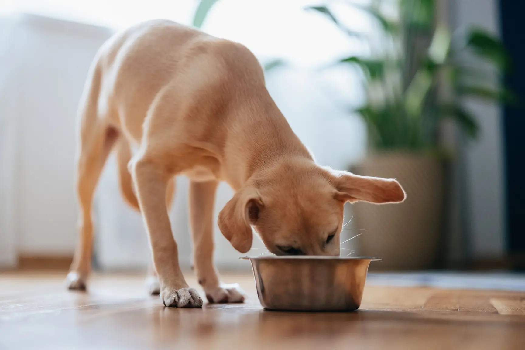 En liten hund spiser av en matskål