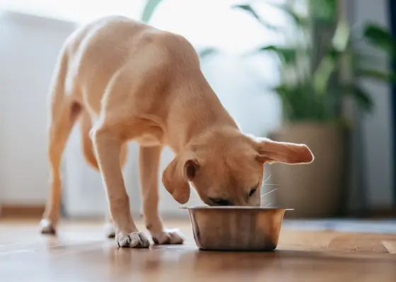 Fôrtilskudd for hund og katt Fôrtilskudd for hund og katt