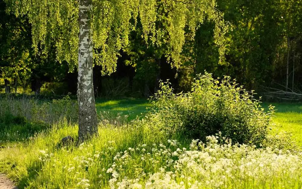 Et stort bjørketre med gule rakler står på en blomstereng