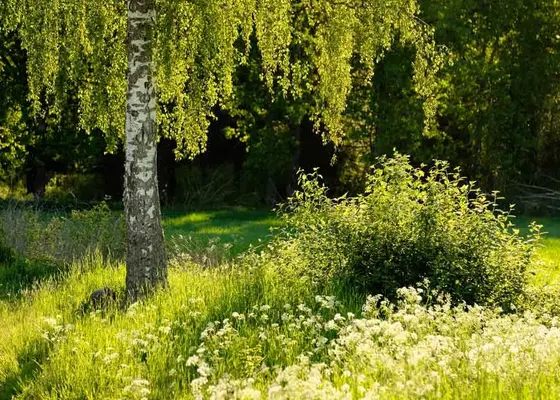 Bjørkepollen Bjørkepollen