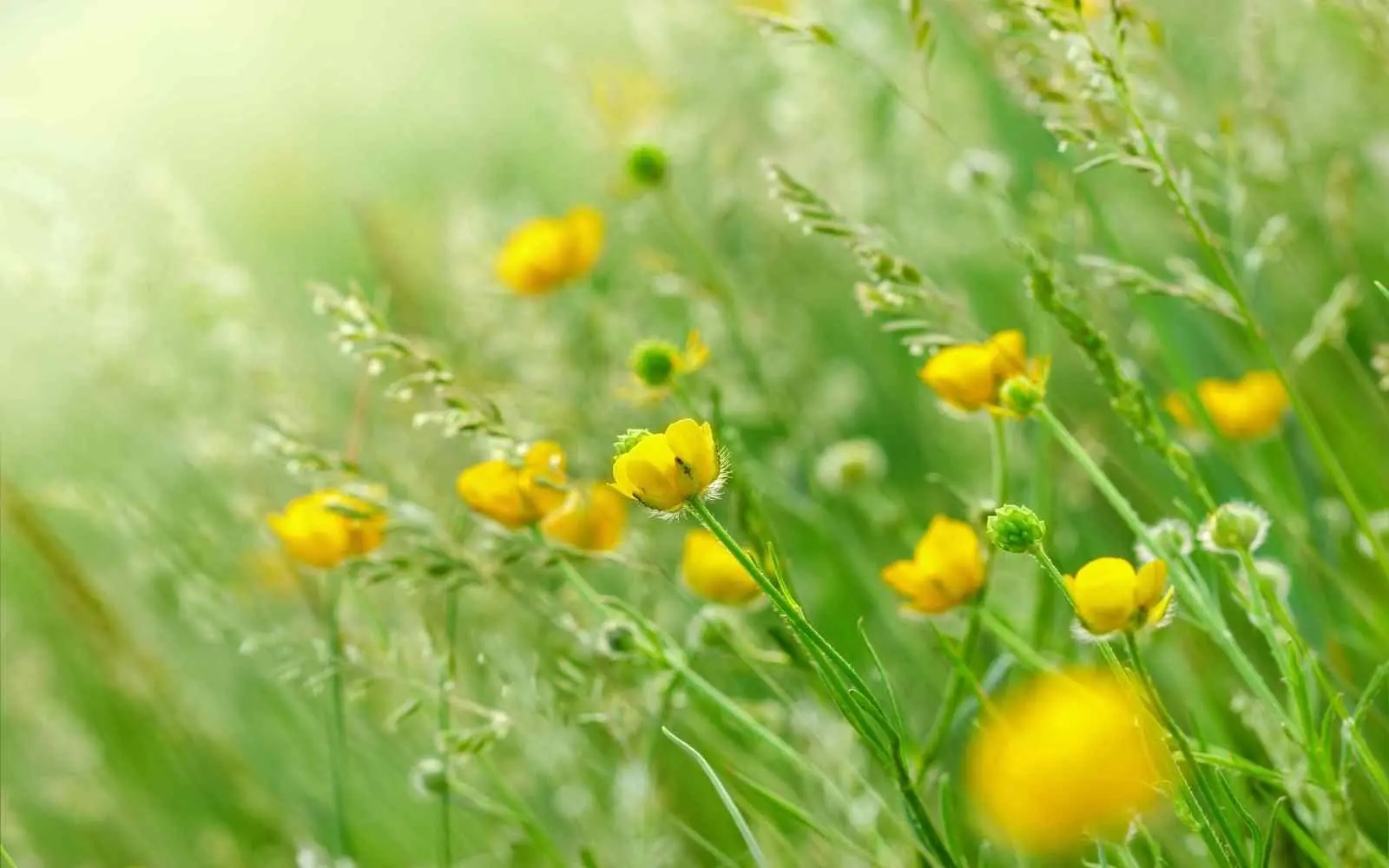 Blomstereng med gress,strå og smørblomster