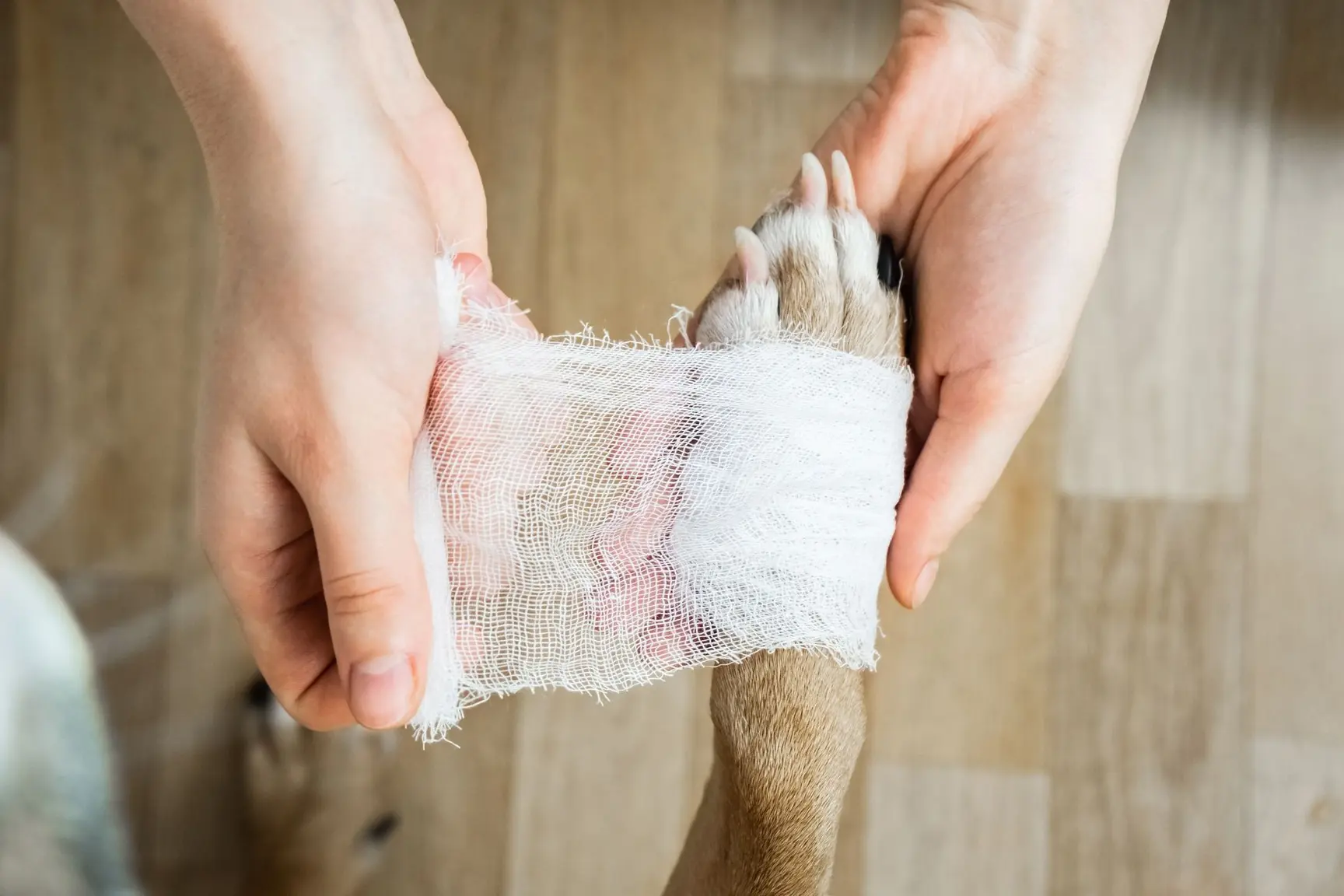En hund får surret en bandasje rundt poten