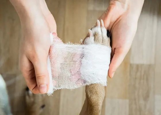Sårbehandling for hund og katt Sårbehandling for hund og katt