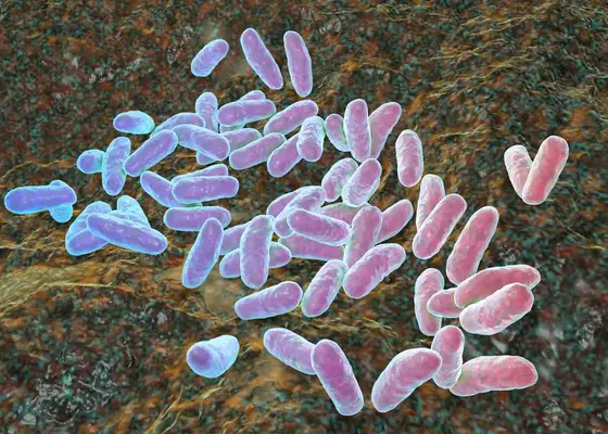 Haemophilus influenzae type b (Hib) Haemophilus influenzae type b (Hib)