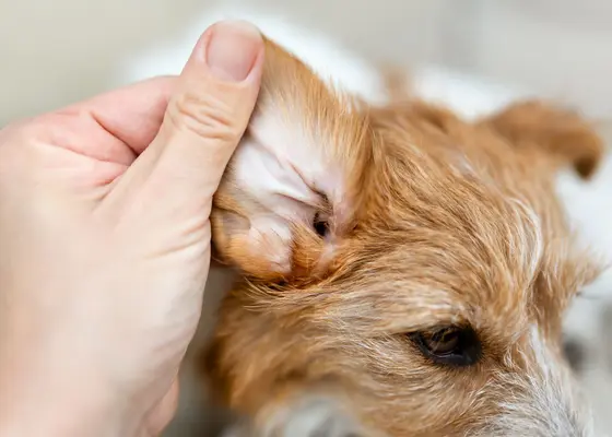 Stell av ører og øyne for hund og katt Stell av ører og øyne for hund og katt