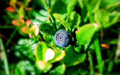 Kostholdsråd for gravide Kostholdsråd for gravide