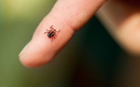 Borreliose
