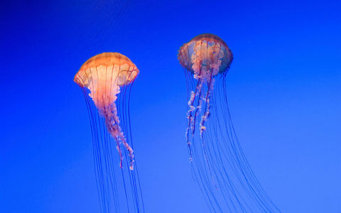 Vitusapotek Vitusapotek