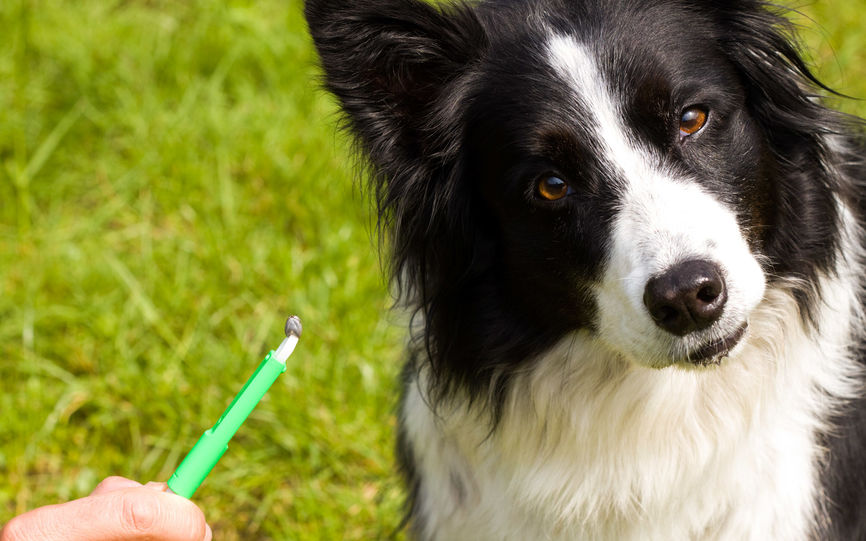 En hund av rasen boarder collie legger hodet på skrå. Eieren holder en flåttpinsett