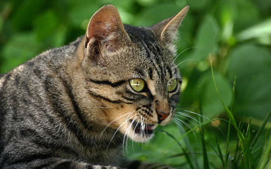 Kattebitt gravid Kattebitt gravid