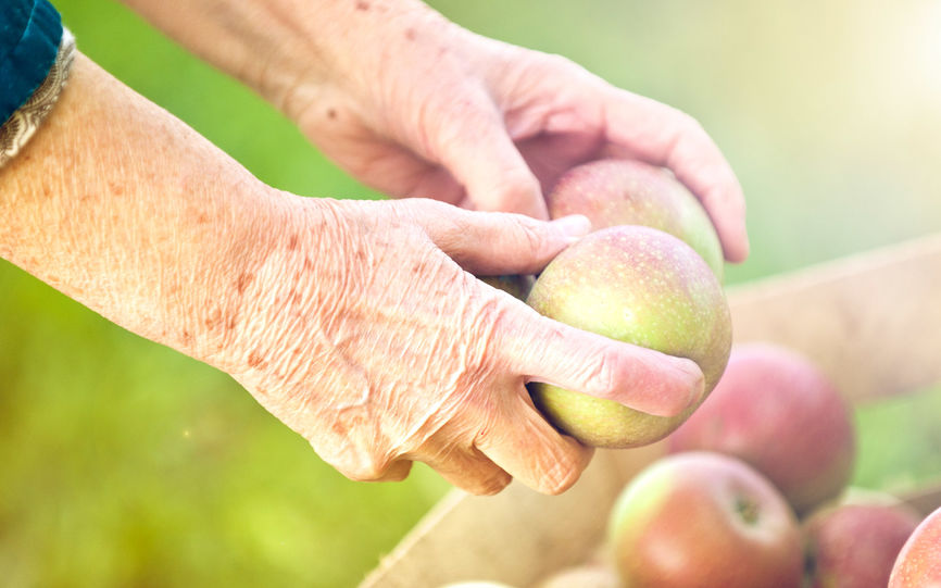 Bilde av to eldre hender som plukker eple fra en trekasse.