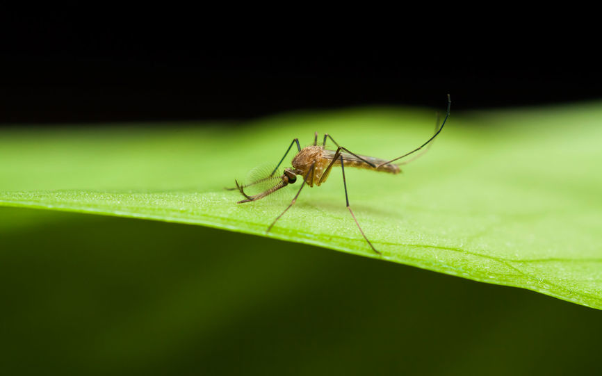 Bilde av en mygg sittende på en blad.