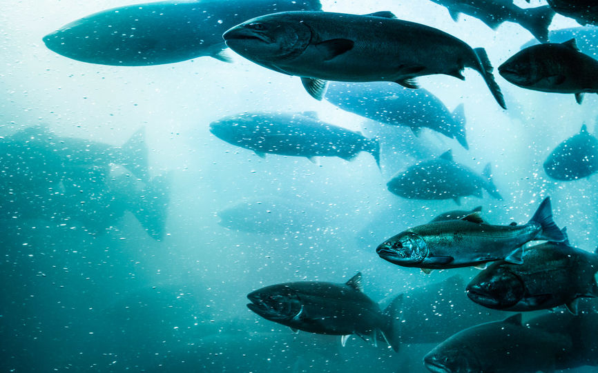 Tran og omega-3 | Alt du trenger å vite