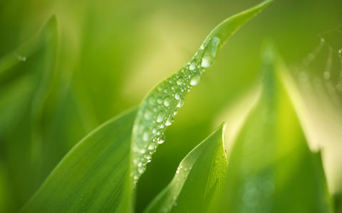 Atopisk eksem hodebunn Atopisk eksem hodebunn