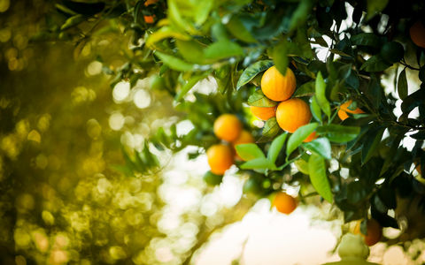 Vitamin C