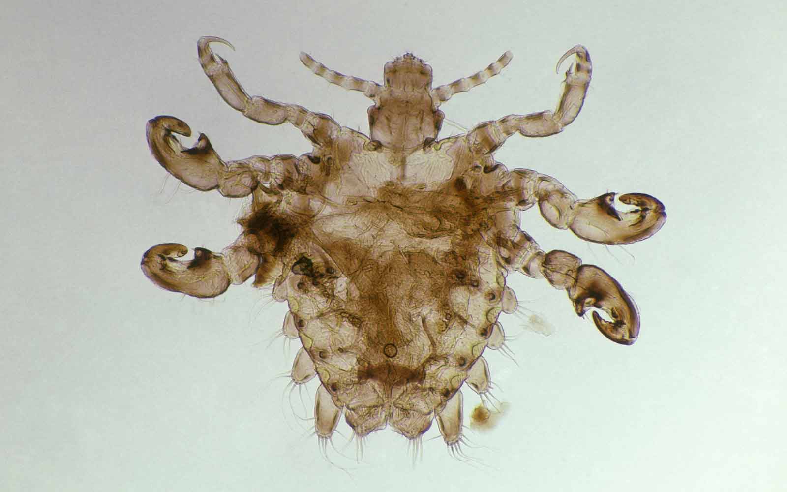 Forstørret bilde av voksen flatlus.