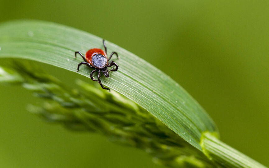 Nærbilde av flått som sitter på et gress-strå